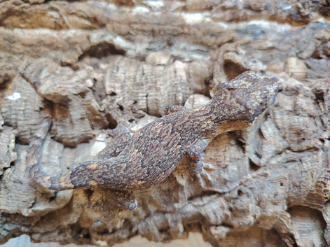 Gargoyle geckos