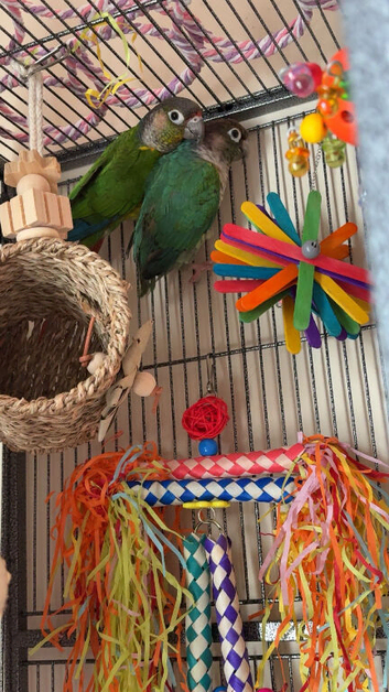 Bonded pair of conures