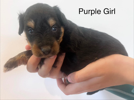 Lassie/Border Collie X Miniature Poodle