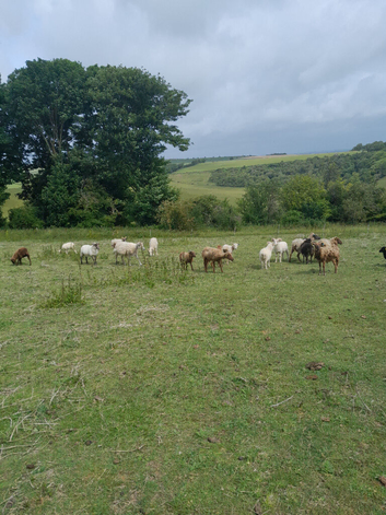 ram lambs entire and a few wethers