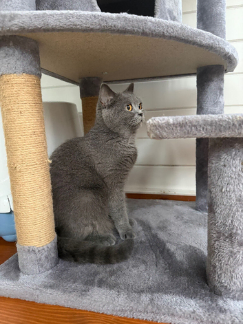 Bella- BSH for Rehoming! I can deliver her if that's any help.