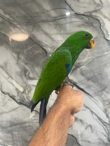 Ready Now Baby HandReared Eclectus Tame Parrot,27