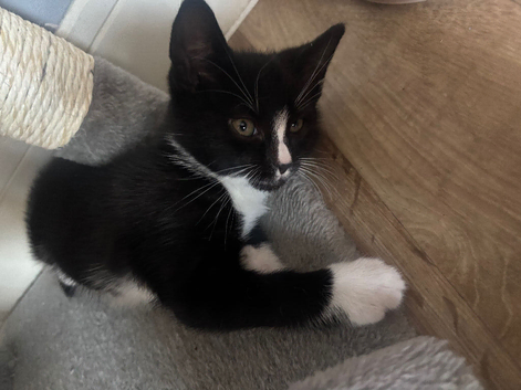 Male kitten