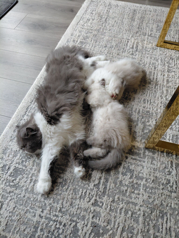 Cute kitten