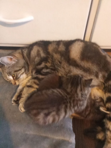 2 male tabby kittens