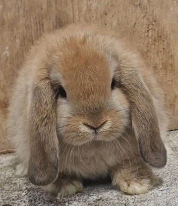 Pure  mini lops ready to leave 6th june