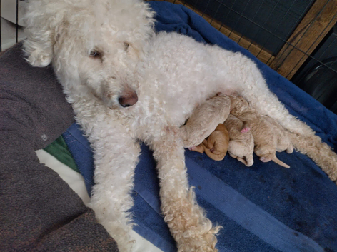 Double doodle puppies READY NOW