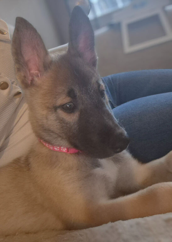 Belgium malinois x husky