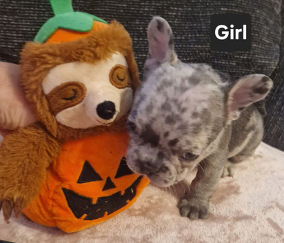 PEDIGREE FRENCH BULLDOG PUPPIES