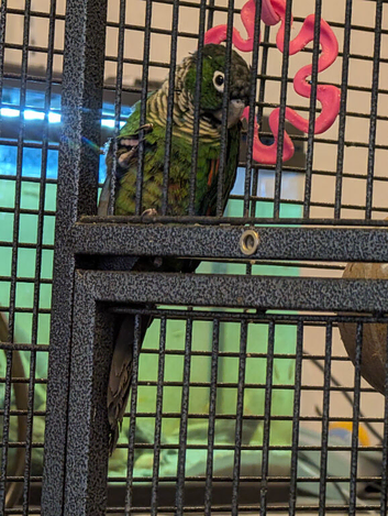 Black capped conure