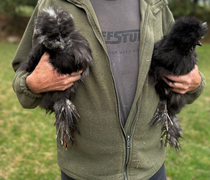 Pair of beautiful bearded silkies