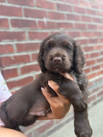 Cocker spaniel puppies