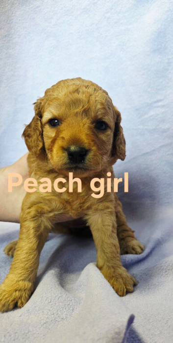 Mini F1B Goldendoodles