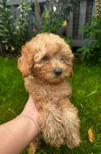 Cockapoo puppies
