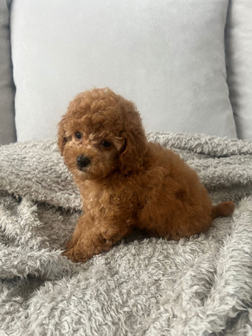 Red toy poodle microchipped vet checked vaccinated
