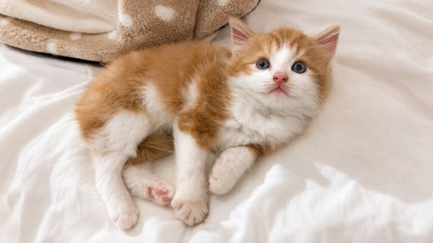 British longhair mini kitten!