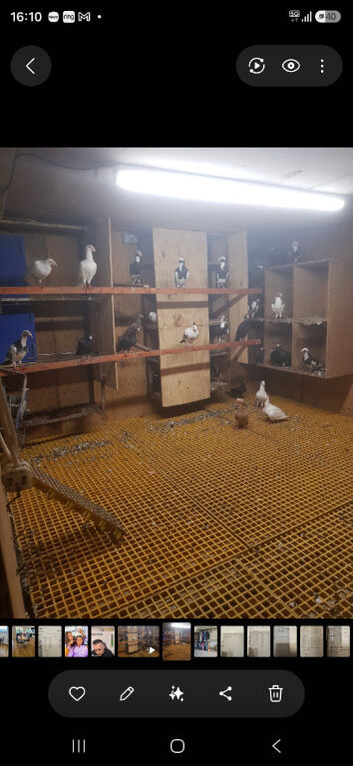 English Carrier Pigeons for sale