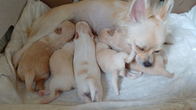White / tan long coat Chihuahuas