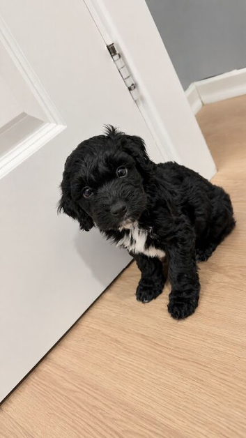 Last 1 cockapoo puppies