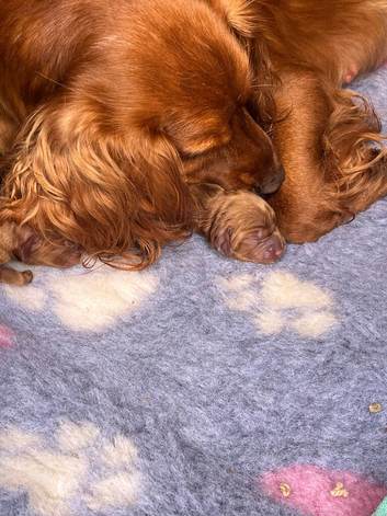 Kc cocker spaniel puppies