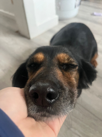 Cocker spaniel girl READ AD BEFORE ASKING for answers ive already wrote