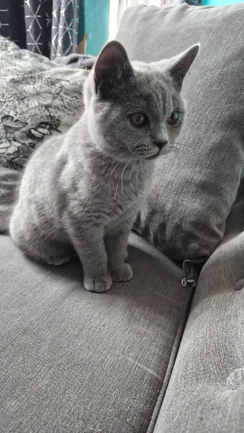 Gorgeous British Shorthair and Longhair