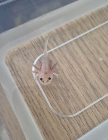 Axolotls