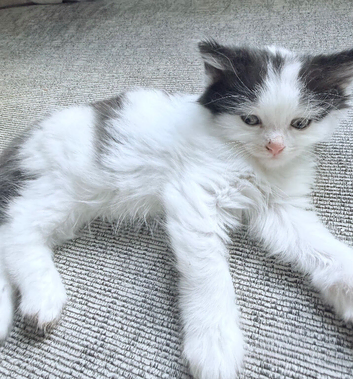 5 kittens