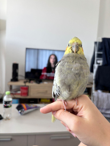 Cockatiel for new home