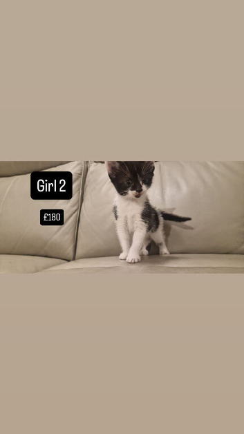 5 beautiful kittens for sale