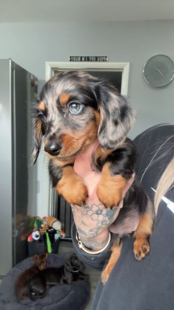 Dapple miniature long haired boy