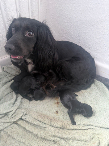 Cockerpoo pups
