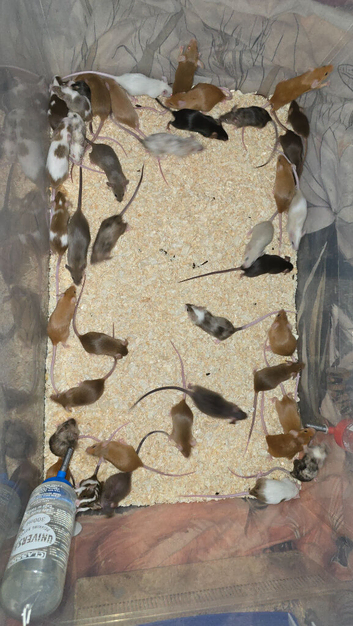 Fancy Mice Babies available, Mostly Females