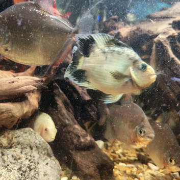 5 parrot fish