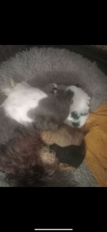 Shih Tzu puppies