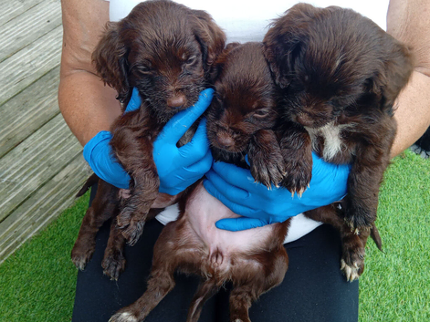 7 puppies for sale