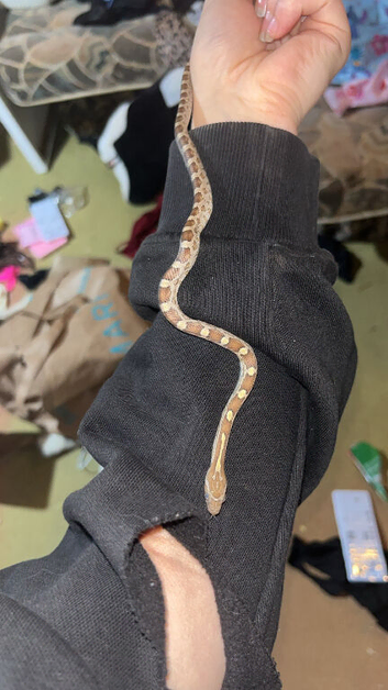 Baby female corn snake