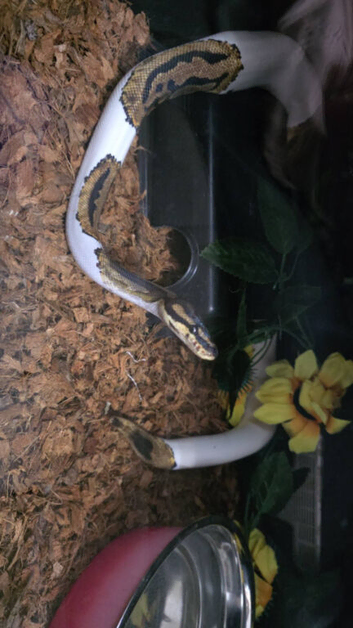Beautiful 3yr old Male Royal python for sale