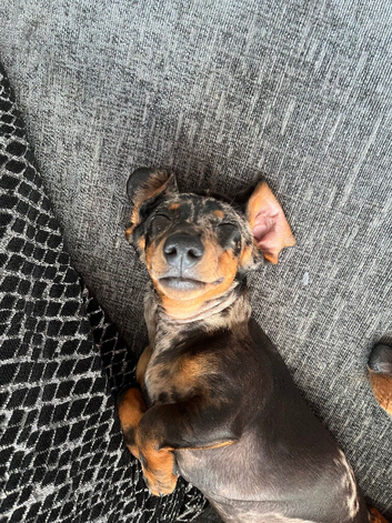 Dapple male miniature Dashound