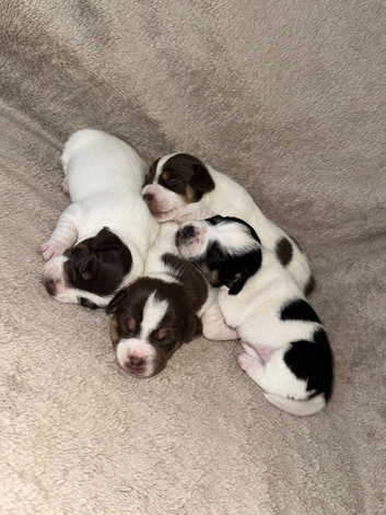 Jack Russels