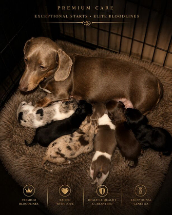 Dachshund Longhair puppies