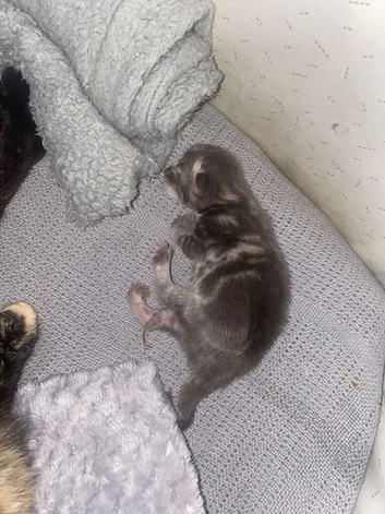 Kittens for forever home