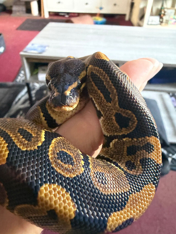 Python and setup
