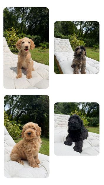 F2b cockapoo puppies