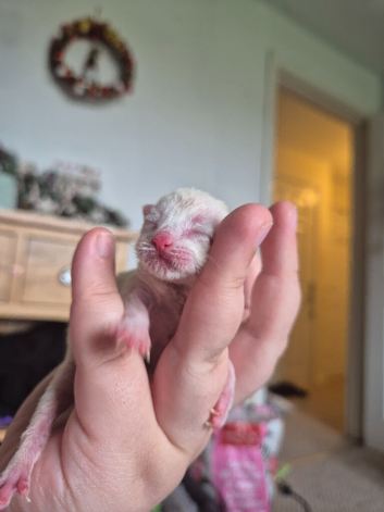 Bengal siamese cross sphynx