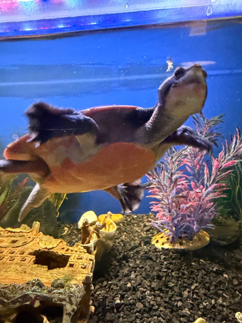 Pink Bellied side neck Turtle