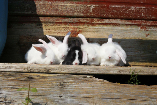 Lop x dutch baby rabbits