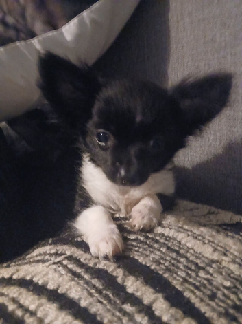 Chiuaha pup for sale