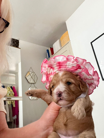 Last female cavapoo