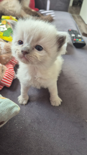 Ragdoll kittens